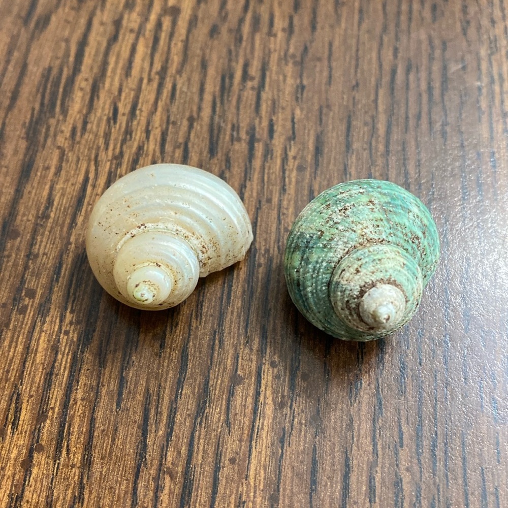“5/$20” .5 inch opening O shaped opening lot of two hermit crab shells